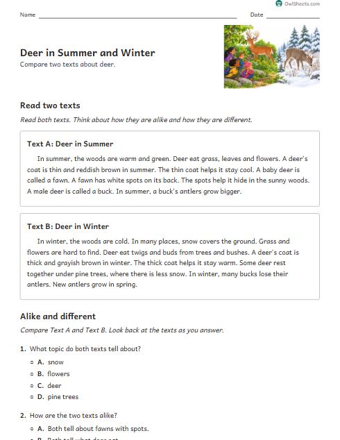 Deer in Summer and Winter worksheet preview