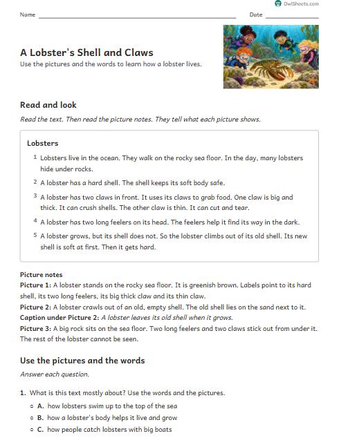 A Lobster's Shell and Claws worksheet preview