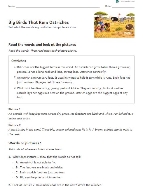 Big Birds That Run: Ostriches worksheet preview