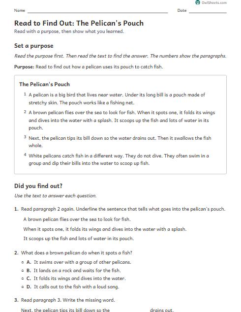 Read to Find Out: The Pelican's Pouch worksheet preview