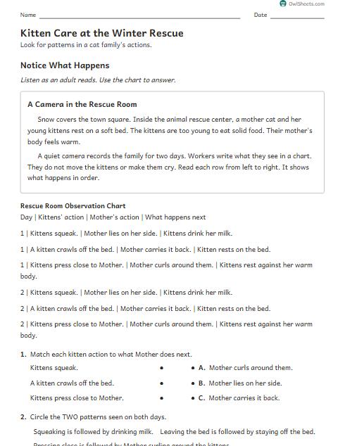 Kitten Care at the Winter Rescue worksheet preview