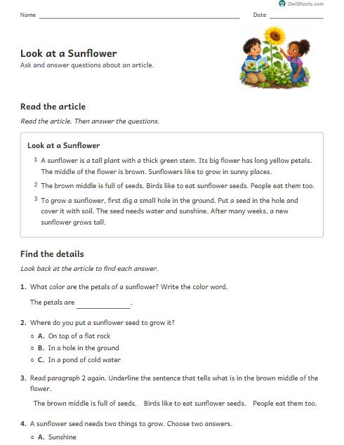 Look at a Sunflower worksheet preview