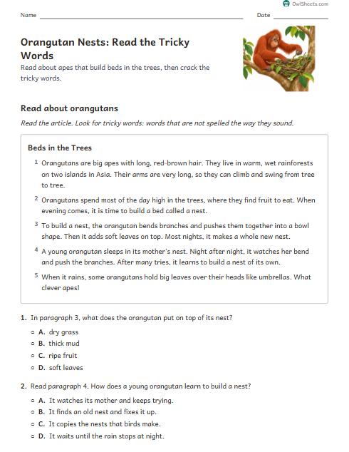 Orangutan Nests: Read the Tricky Words worksheet preview