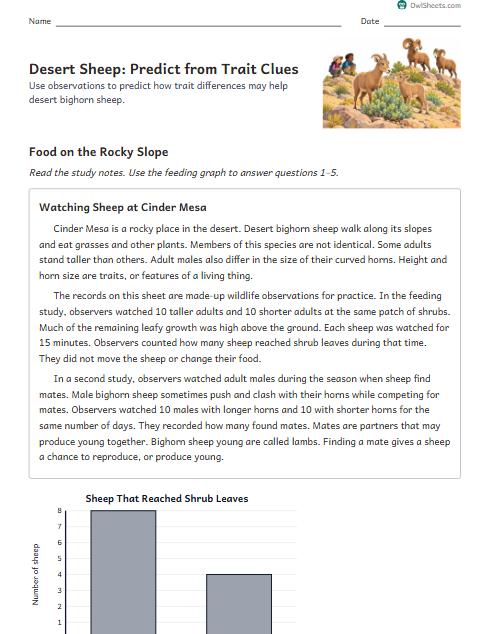 Desert Sheep: Predict from Trait Clues worksheet preview