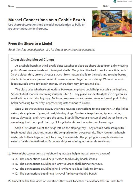 Mussel Connections on a Cobble Beach worksheet preview