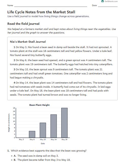 Life Cycle Notes from the Market Stall worksheet preview