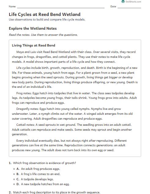 Life Cycles at Reed Bend Wetland worksheet preview