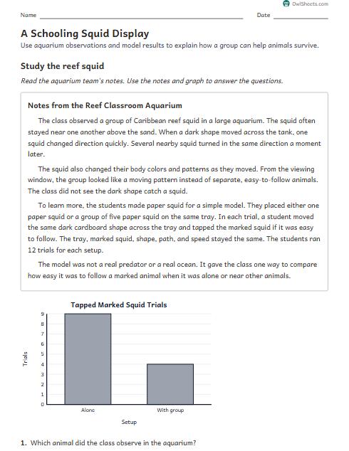 A Schooling Squid Display worksheet preview
