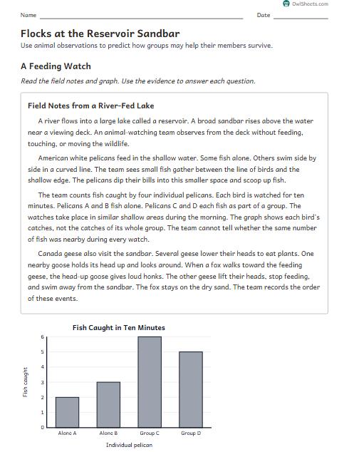Flocks at the Reservoir Sandbar worksheet preview