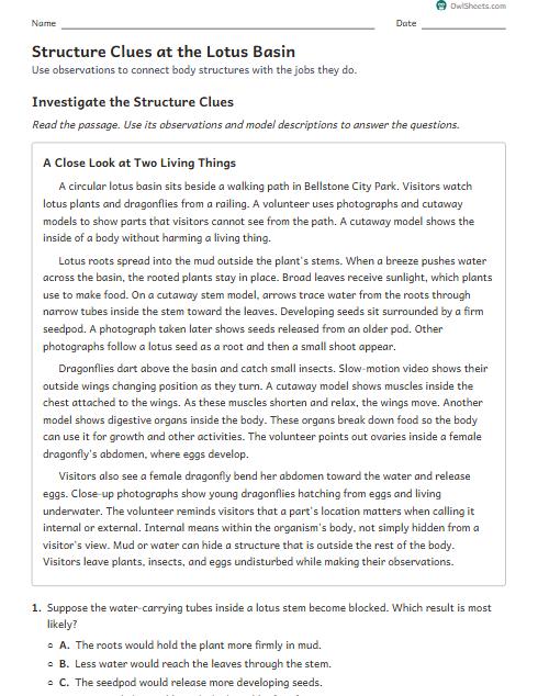 Structure Clues at the Lotus Basin worksheet preview