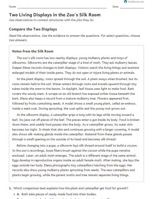 Two Living Displays in the Zoo's Silk Room worksheet preview