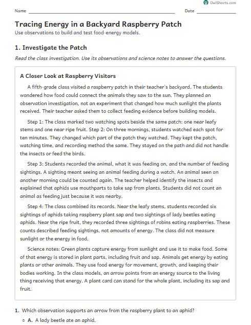 Tracing Energy in a Backyard Raspberry Patch worksheet preview