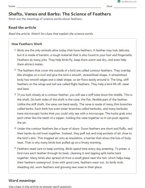 Shafts, Vanes and Barbs: The Science of Feathers worksheet preview