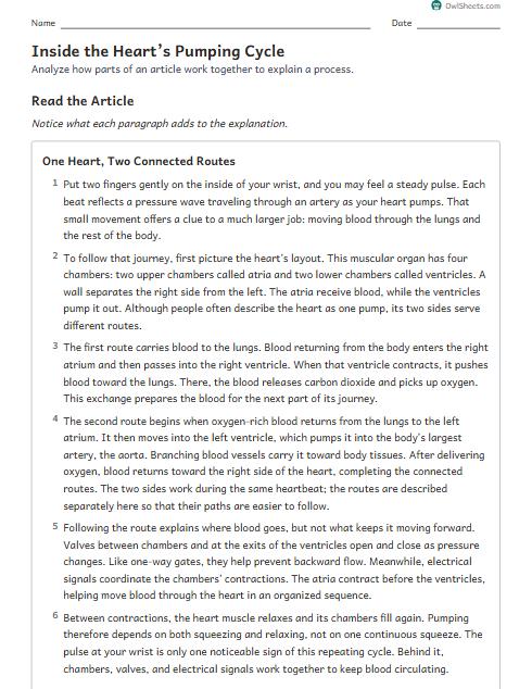 Inside the Heart’s Pumping Cycle worksheet preview