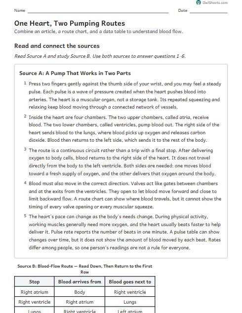 One Heart, Two Pumping Routes worksheet preview